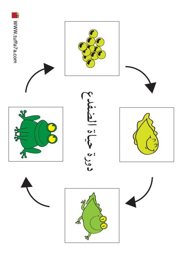 دورة حياة الضفدع للاطفال